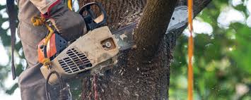 Best Utility Line Clearance  in Parkersburg, WV