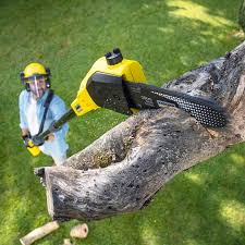 Best Lawn Maintenance Plans  in Parkersburg, WV