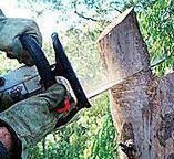Best Tree Maintenance Programs  in Parkersburg, WV