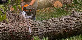 Best Leaf Removal  in Parkersburg, WV