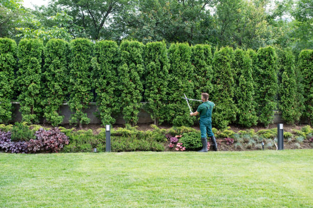 Professional Tree Services in Parkersburg, WV