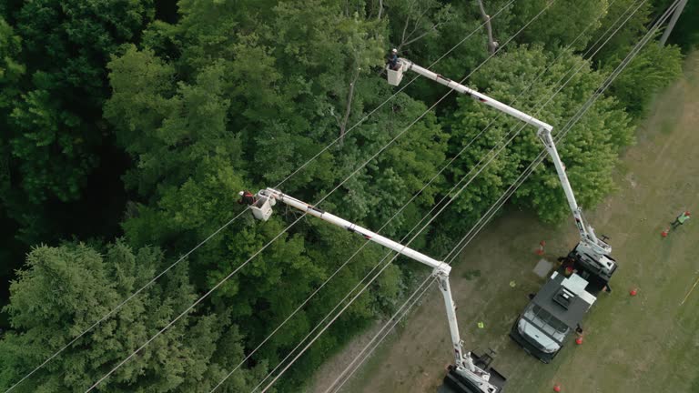 Best Emergency Tree Removal  in Parkersburg, WV