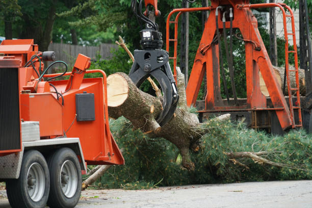 Best Organic Lawn Care Solutions  in Parkersburg, WV