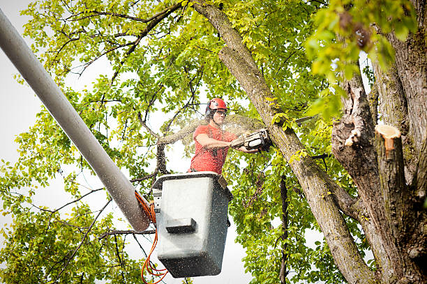 Best Tree and Shrub Care  in Parkersburg, WV